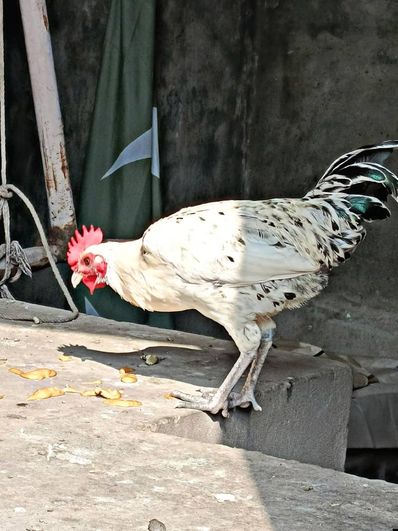 Desi Murga 2
