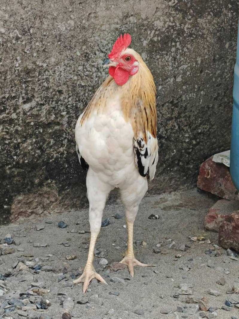 Desi Murga 3