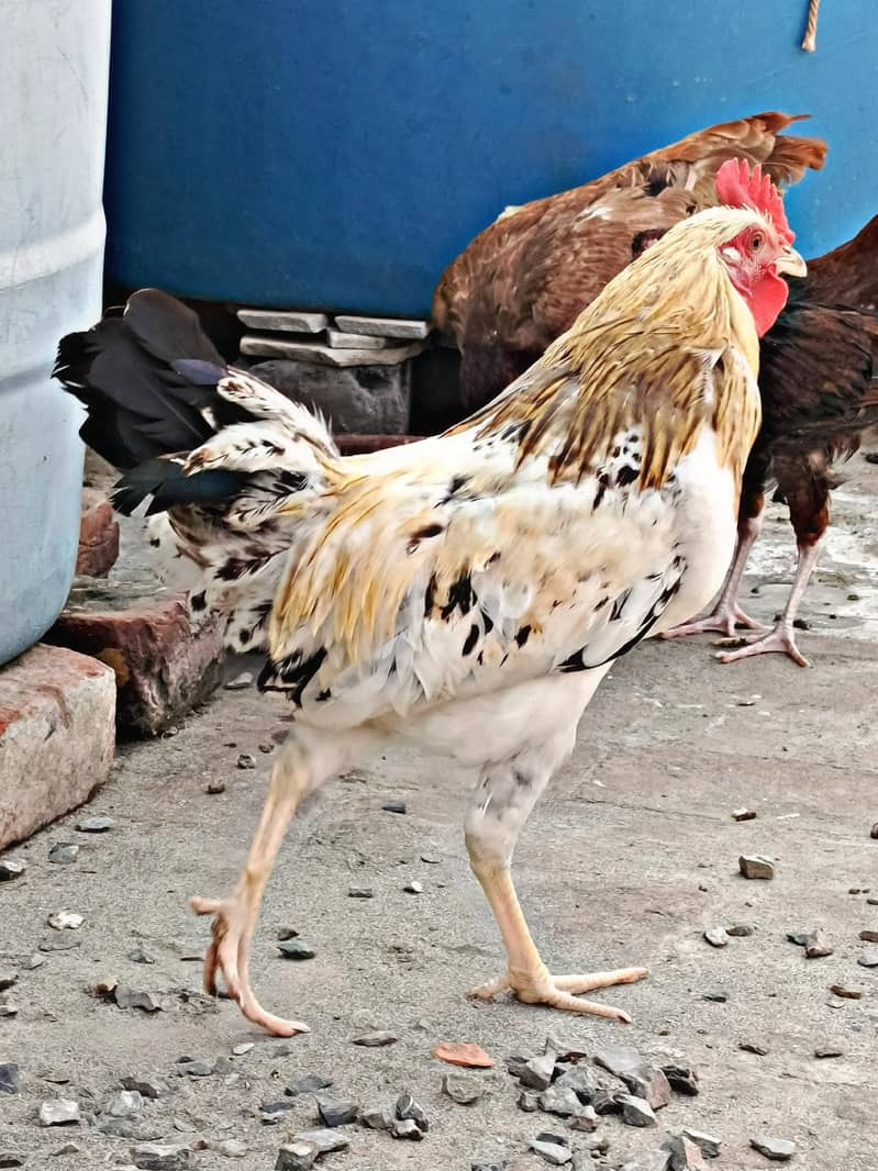 Desi Murga 5
