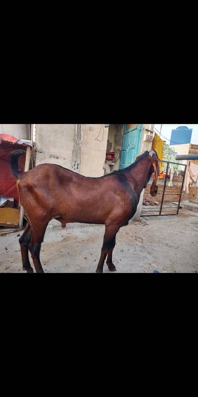 nagra bredar bakra