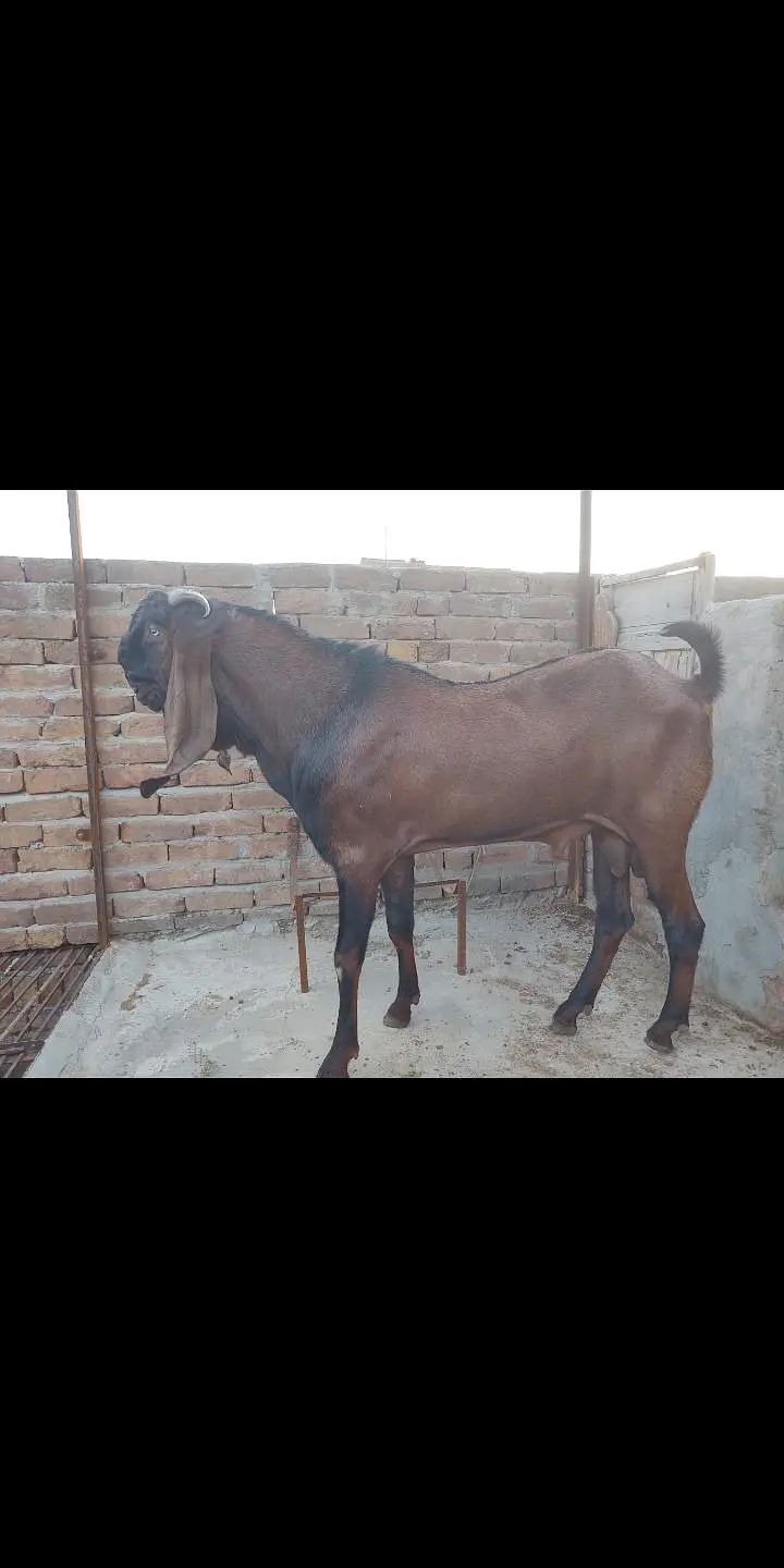 nagra bredar bakra — photo 2