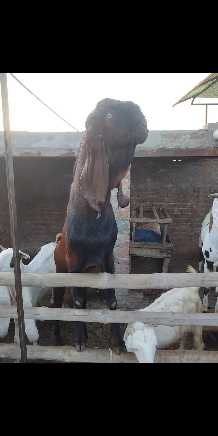 nagra bredar bakra — photo 3