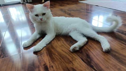 Persian cat for sale
