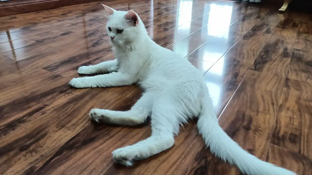 Persian cat for sale — photo 2