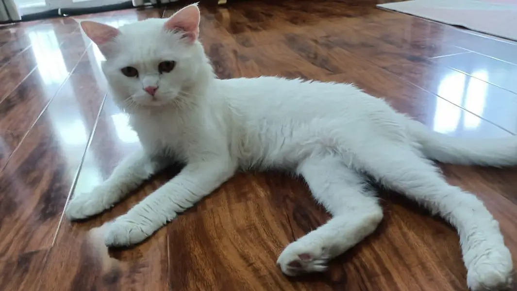 Persian cat for sale — photo 3