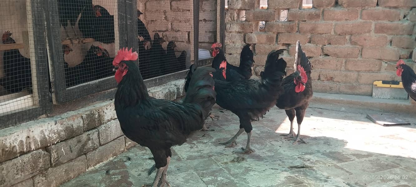 Austerloop Desi Anda , Fresh eggs, 2