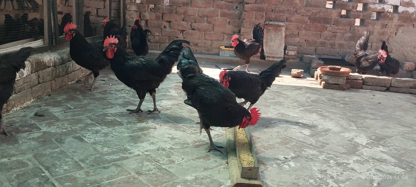 Austerloop Desi Anda , Fresh eggs, 3
