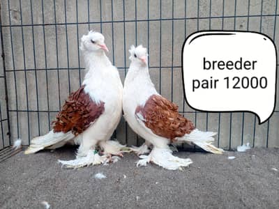 fancy pigeons/swallow/fantail/Jacobin/frillback/lahori sherazi/norwich