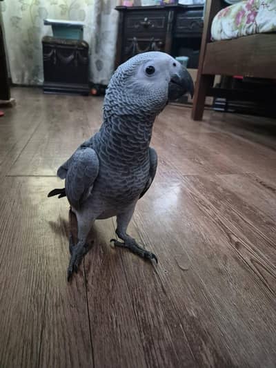 Gray parroat