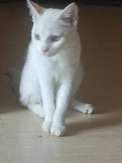 Persian cat baby