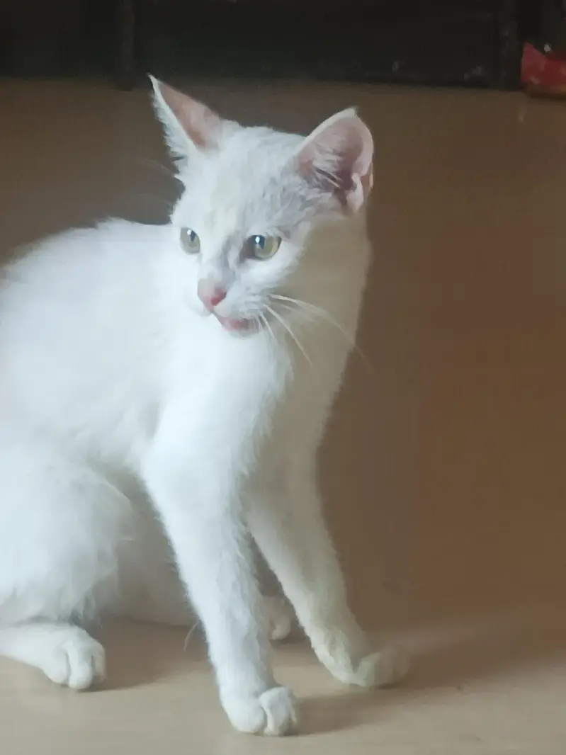 Persian cat baby — photo 2