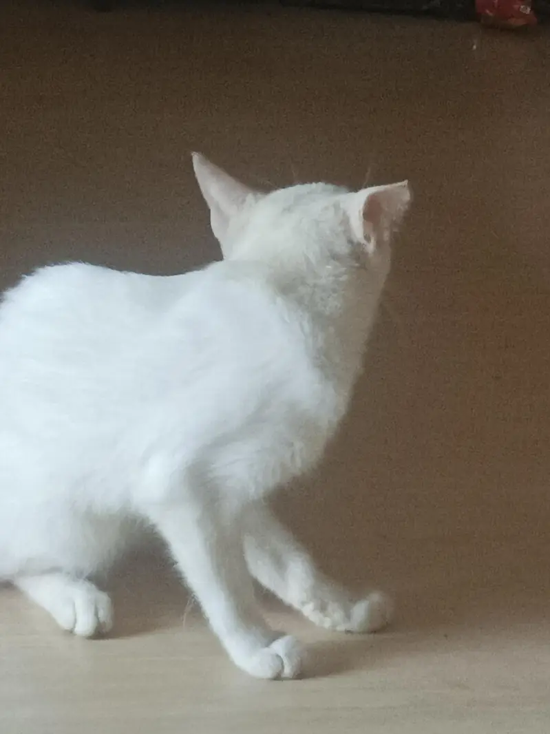 Persian cat baby — photo 3