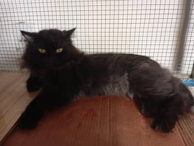 triple coat male Persian cat