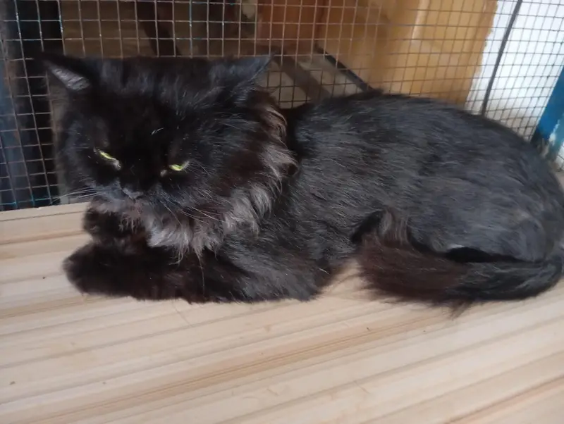 triple coat male Persian cat — photo 2