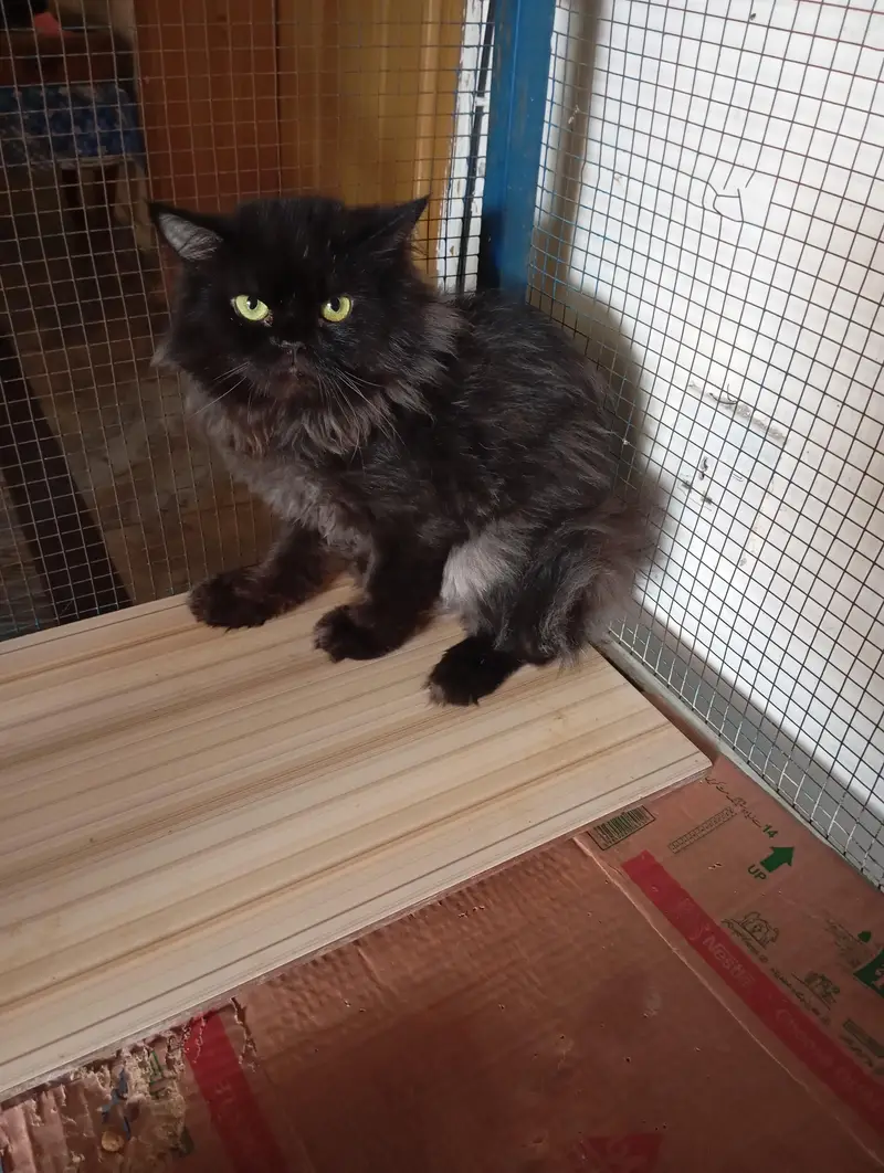triple coat male Persian cat — photo 3