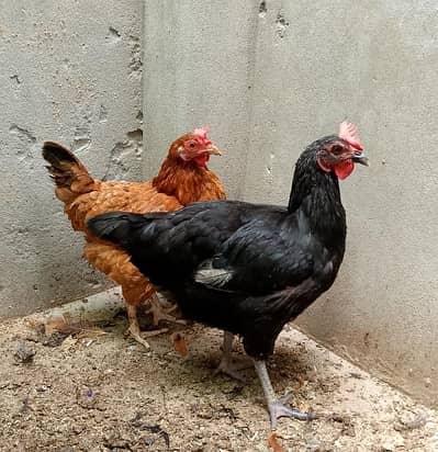 Australorp And Desi Misri  Breeder Murgiya
