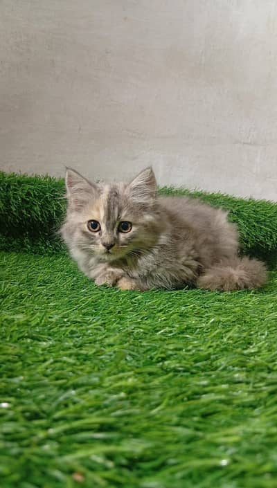 kitten for sale