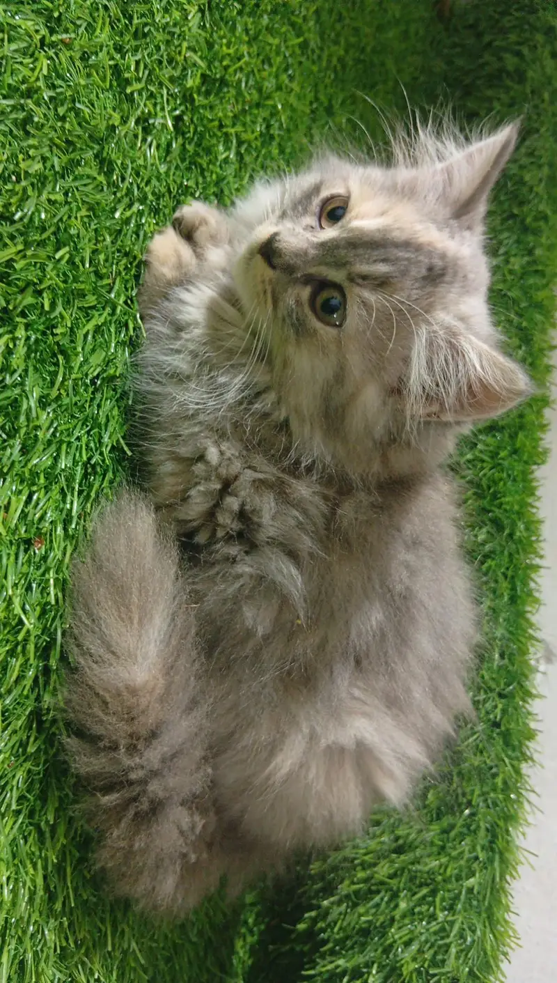 kitten for sale — photo 2
