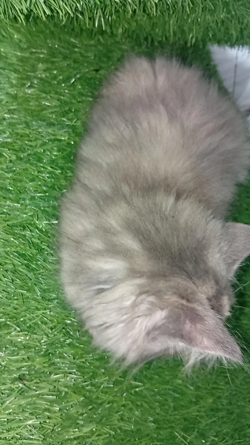 kitten for sale — photo 3