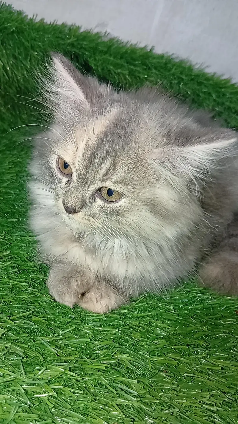 kitten for sale — photo 4