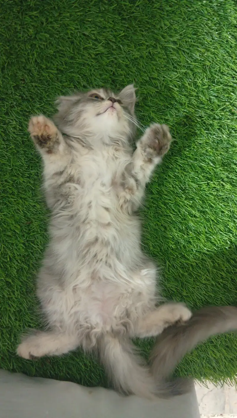 kitten for sale — photo 5