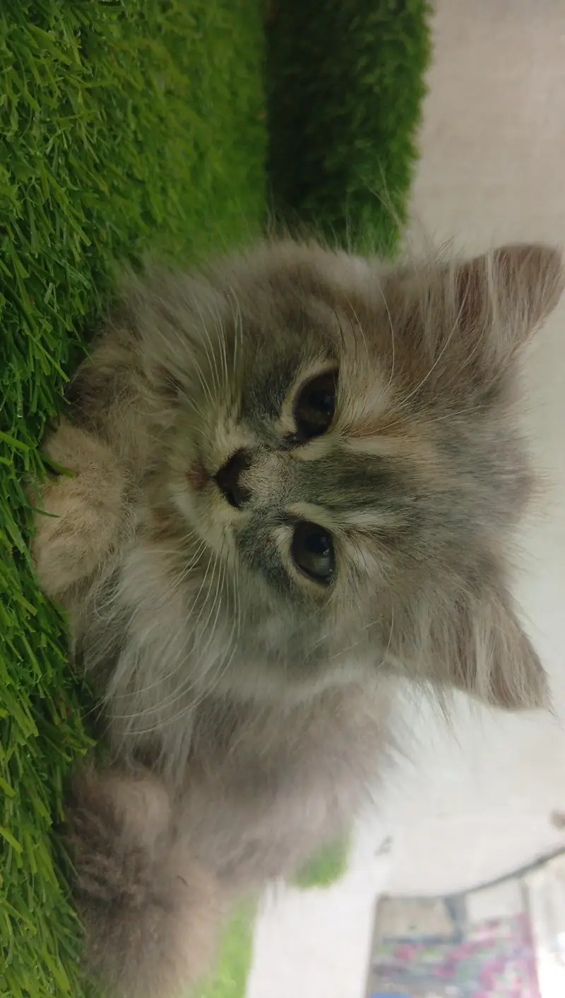 kitten for sale — photo 6