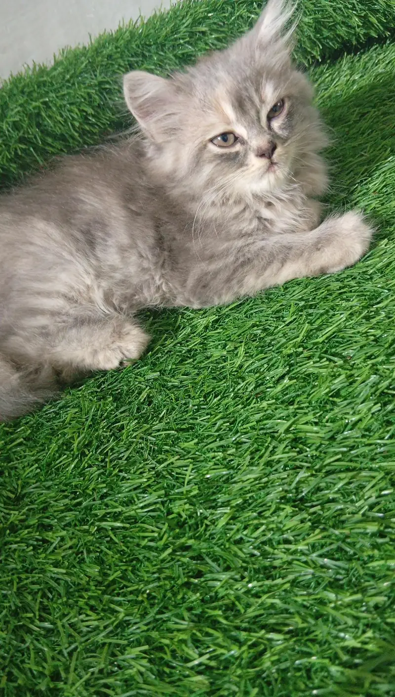 kitten for sale — photo 7