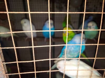 for sale healthy budgies /  Australian parrots . Jora  1000 RS