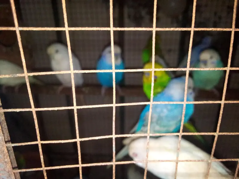 for sale healthy budgies /  Australian parrots . Jora  1000 RS
