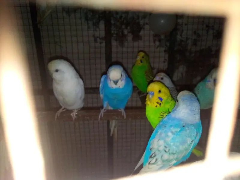 for sale healthy budgies /  Australian parrots . Jora  1000 RS — photo 2