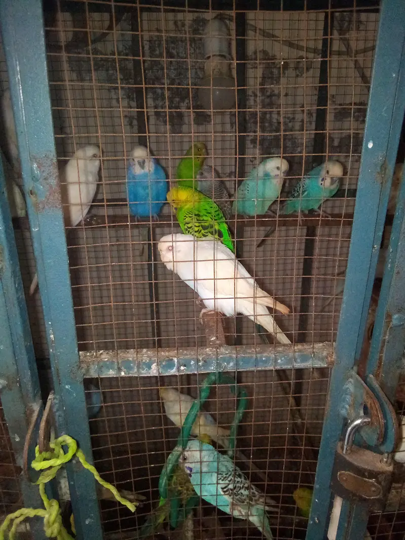 for sale healthy budgies /  Australian parrots . Jora  1000 RS — photo 3
