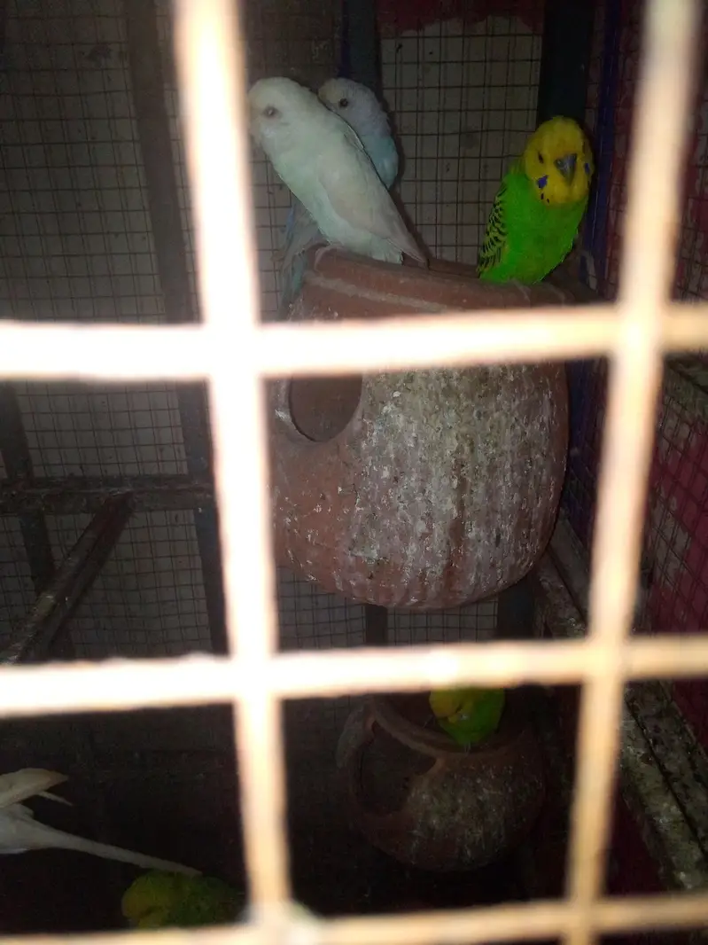 for sale healthy budgies /  Australian parrots . Jora  1000 RS — photo 4