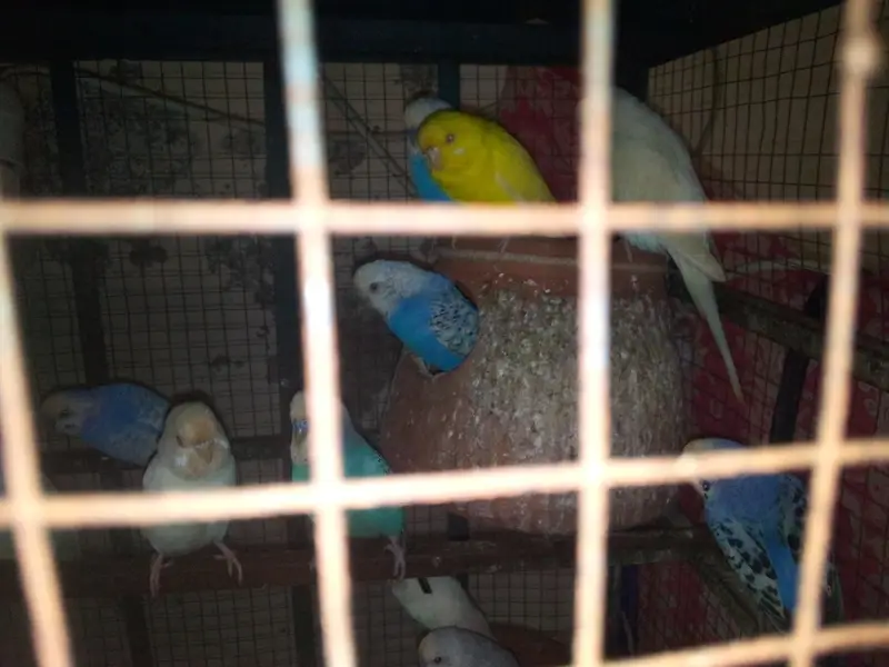 for sale healthy budgies /  Australian parrots . Jora  1000 RS — photo 5
