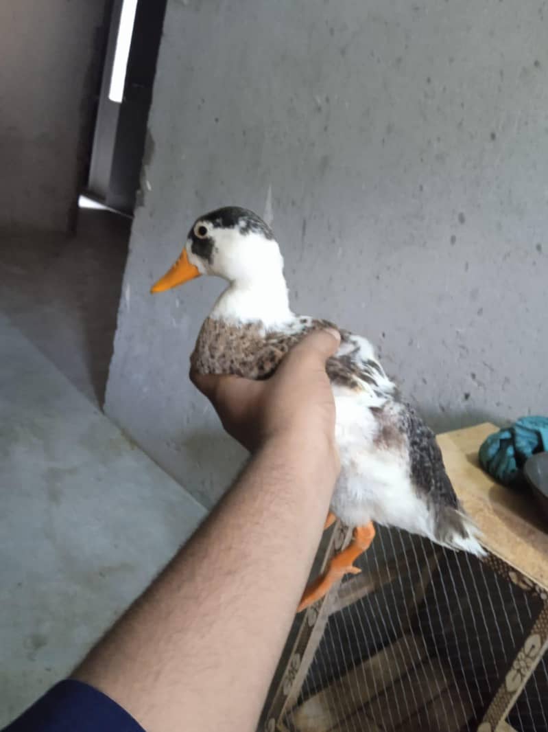 duck  0