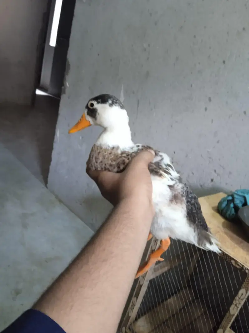 duck 