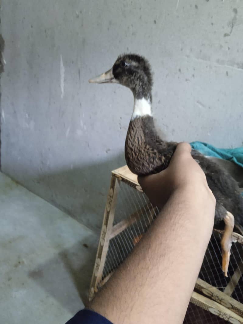 duck  1