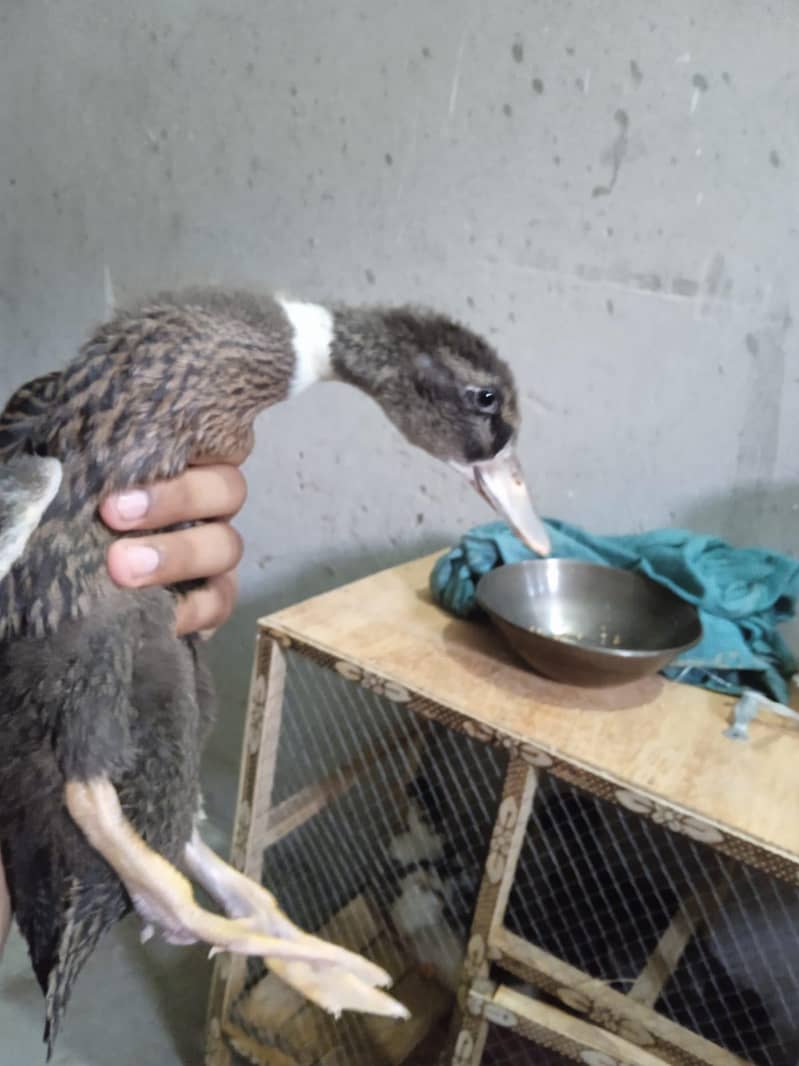 duck  2