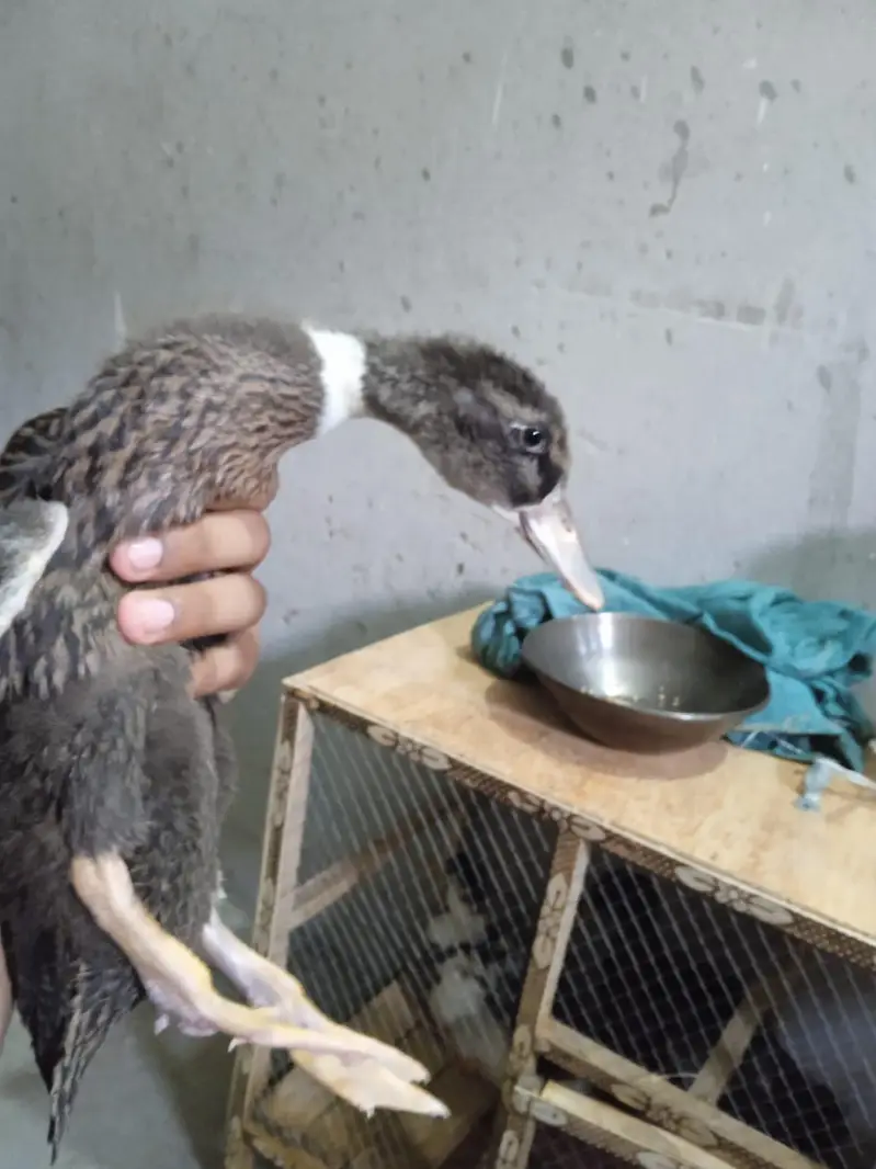 duck  — photo 3