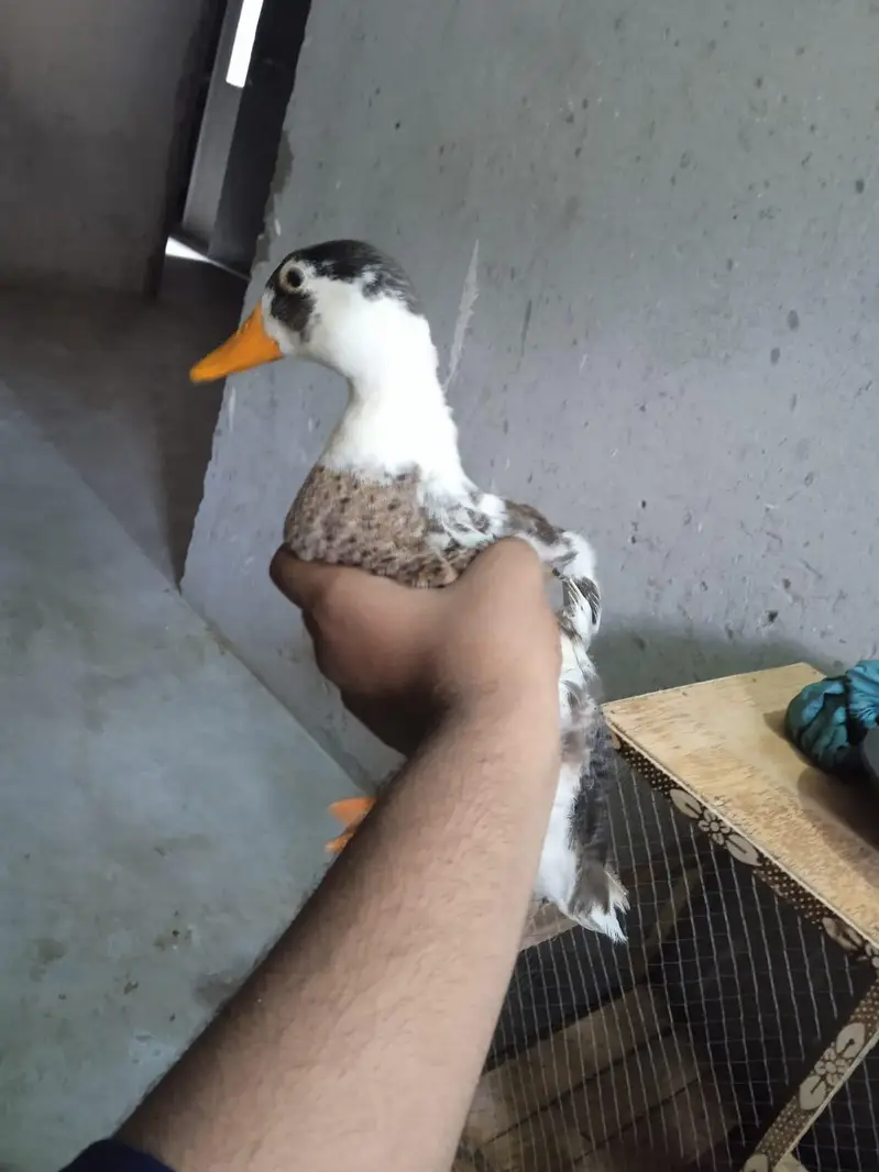 duck  — photo 4