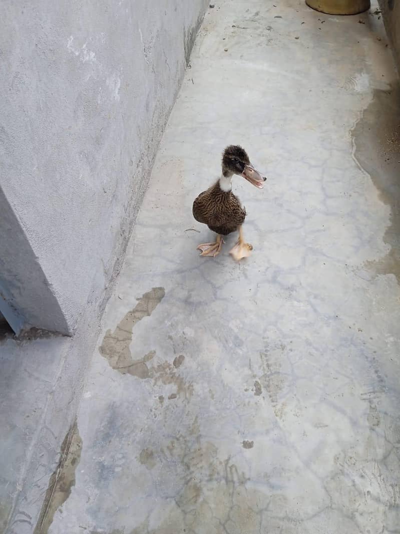 duck  4