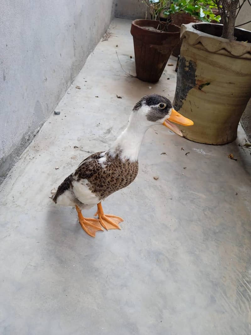 duck  5