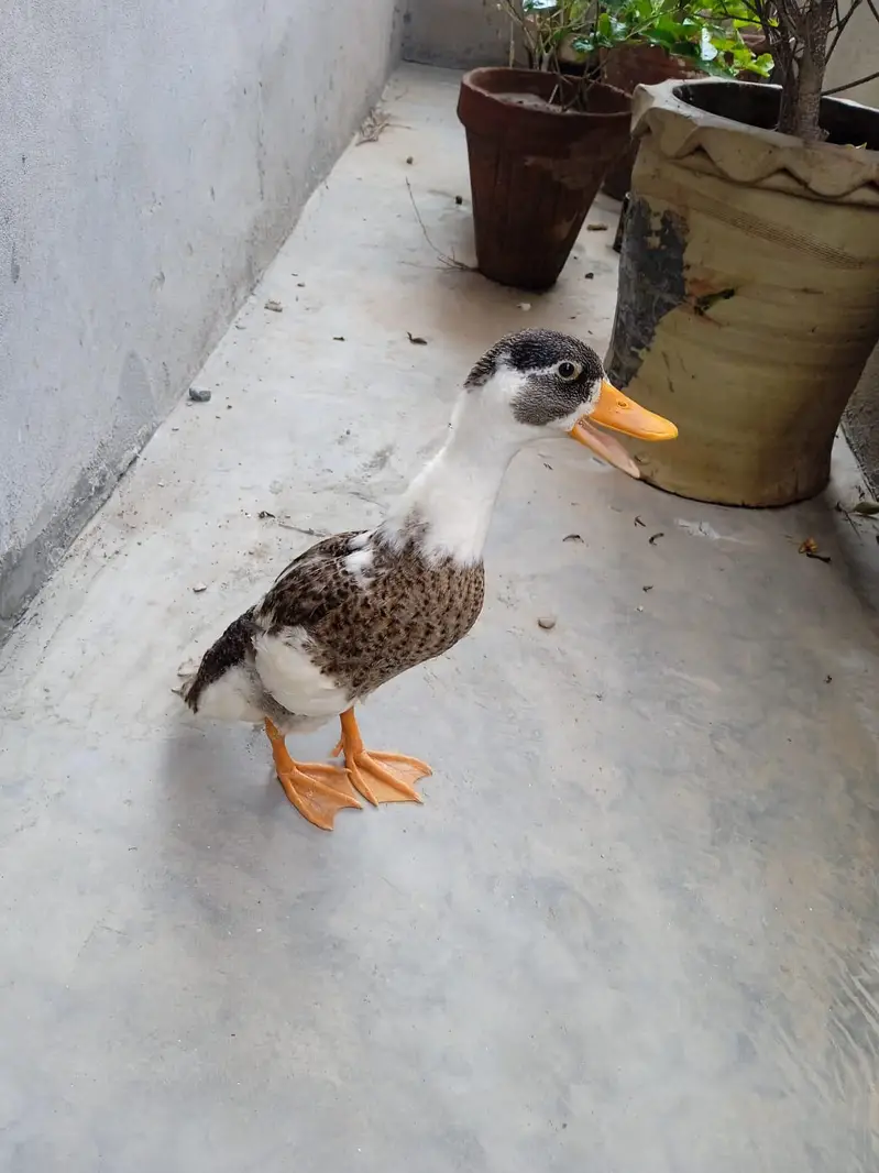 duck  — photo 6