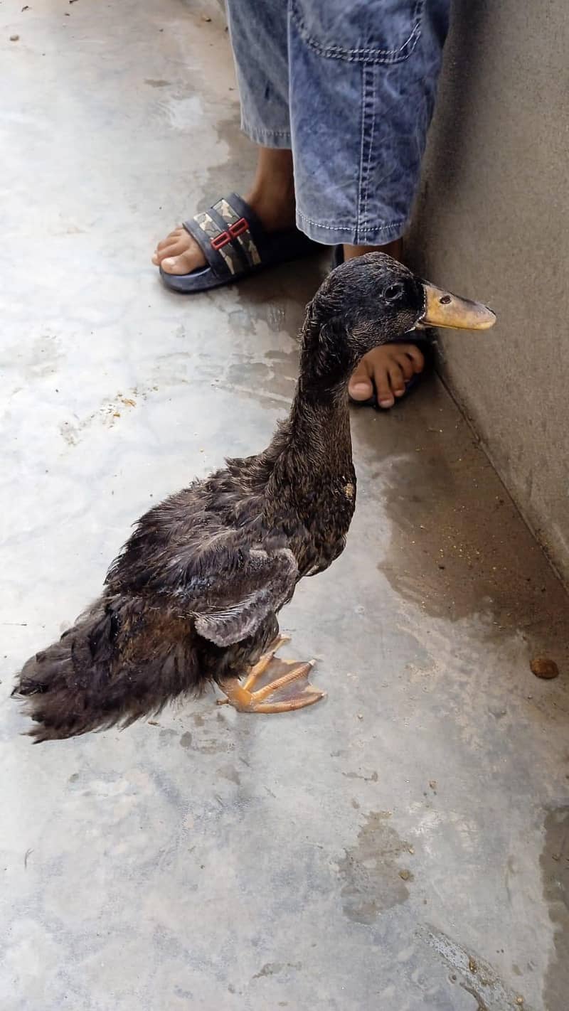 duck  6