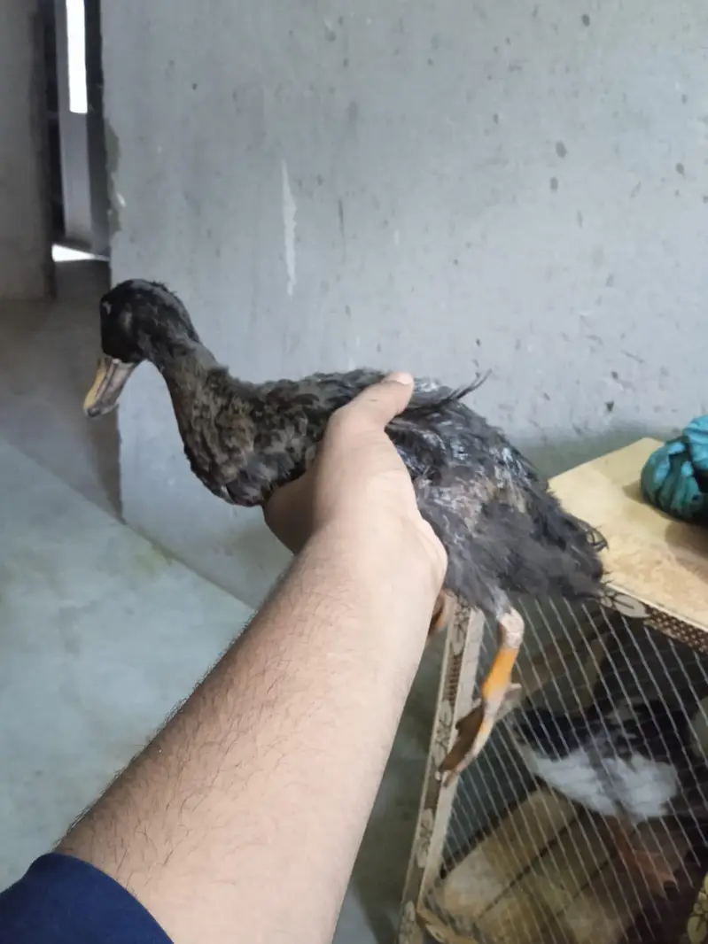 duck  — photo 8