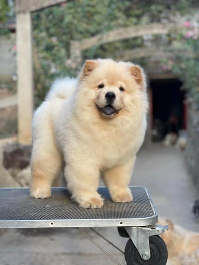 Lion Head Extreme Quality Chow chow Puppy Available For Import