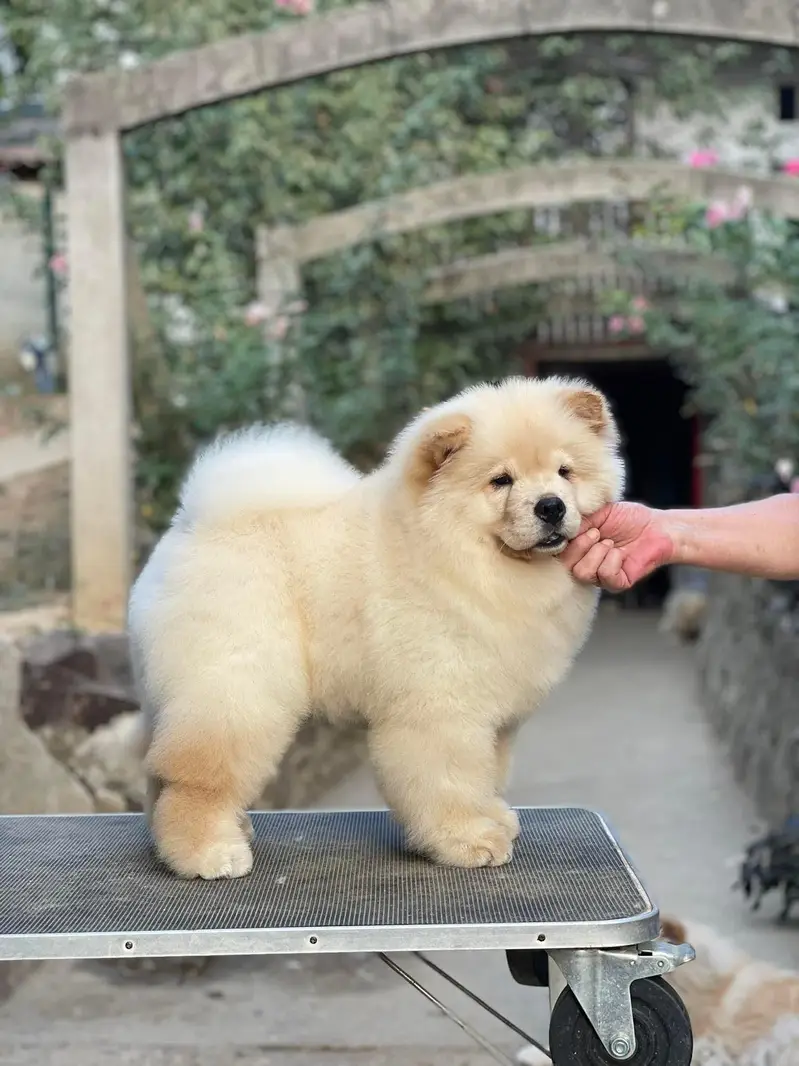 Lion Head Extreme Quality Chow chow Puppy Available For Import — photo 2