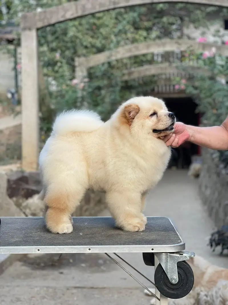 Lion Head Extreme Quality Chow chow Puppy Available For Import — photo 3