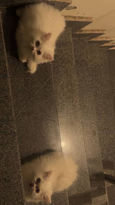 Semi punch Persian triple coated kittens