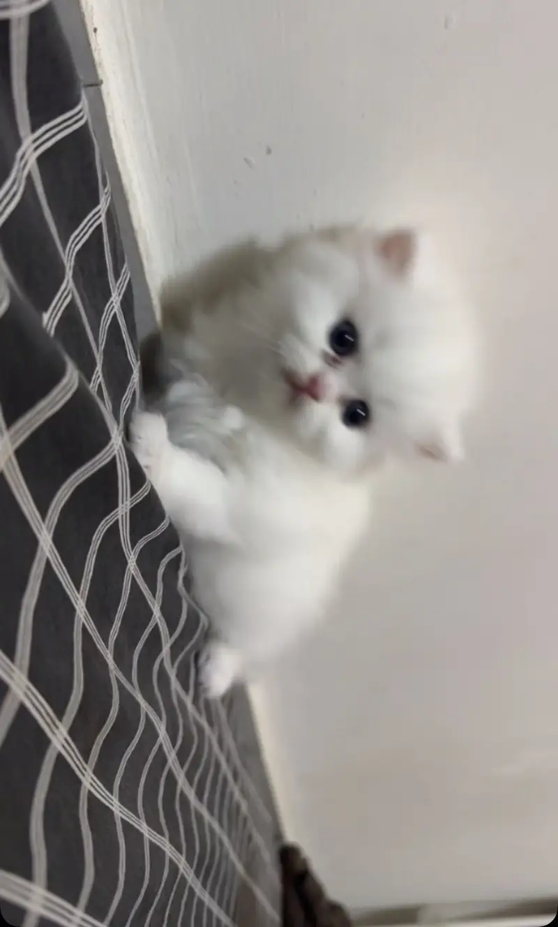 Semi punch Persian triple coated kittens — photo 2
