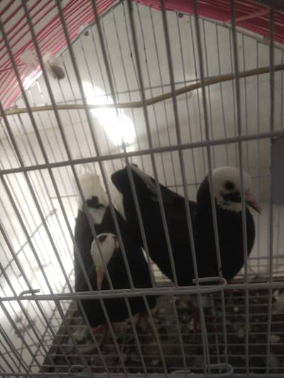 best pigeons